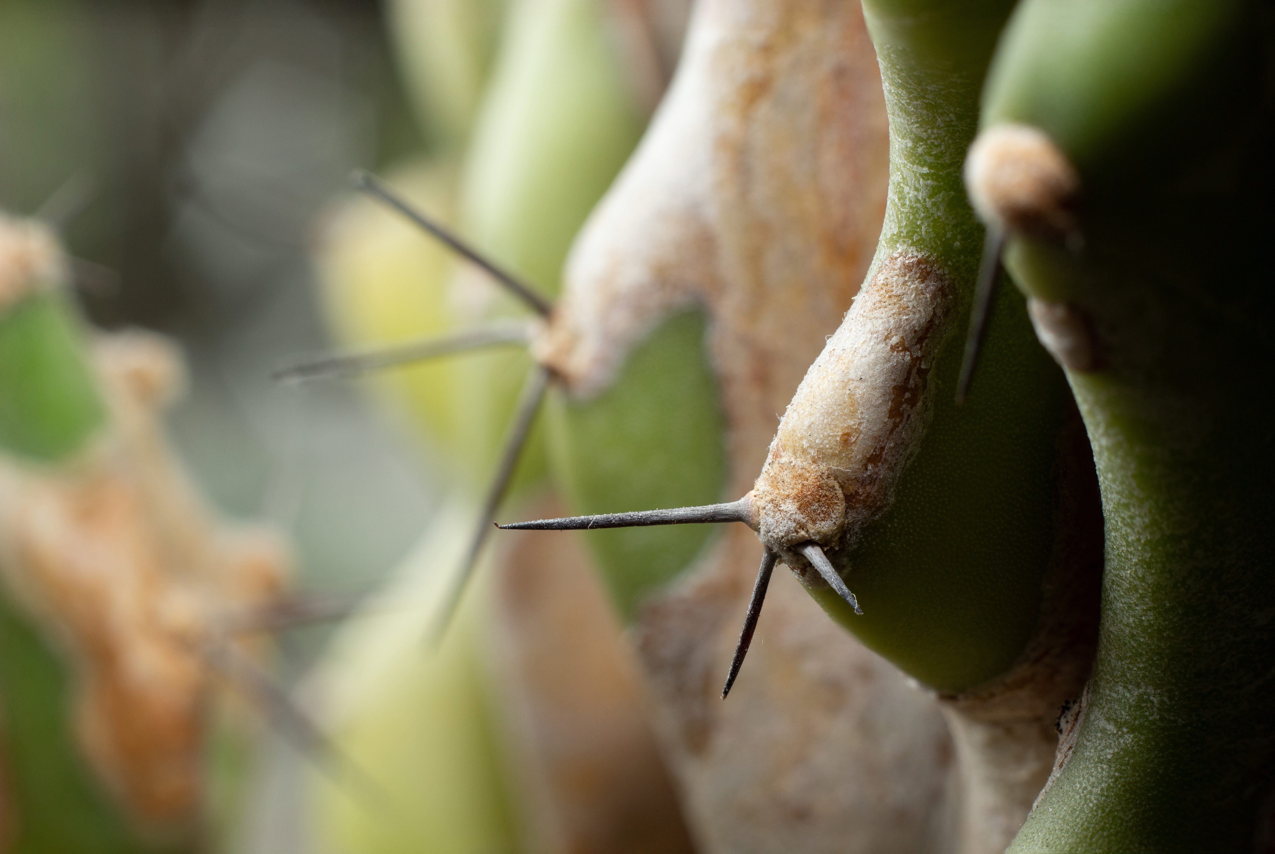 Macro